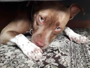 Cachorro raça Pit monster idade 2 a 6 meses nome Kira