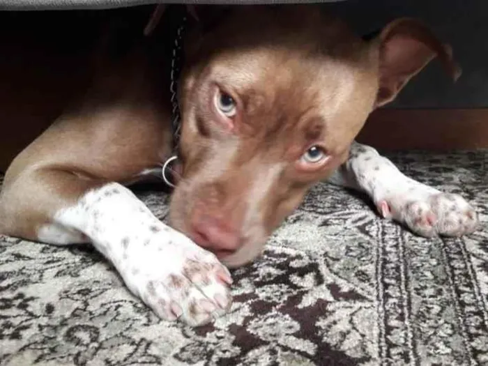Cachorro ra a Pit monster idade 2 a 6 meses nome Kira