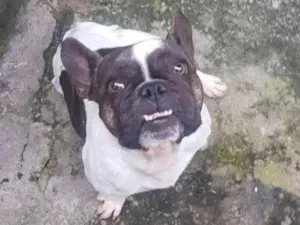 Cachorro raça Bulldog idade 2 a 6 meses nome Ravena