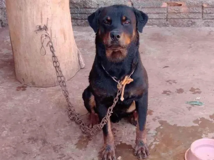 Cachorro ra a Rottweiler idade 2 anos nome Apolo e savana 