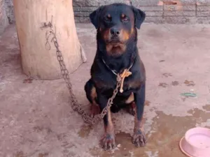 Cachorro raça Rottweiler idade 2 anos nome Savana e Apolo 