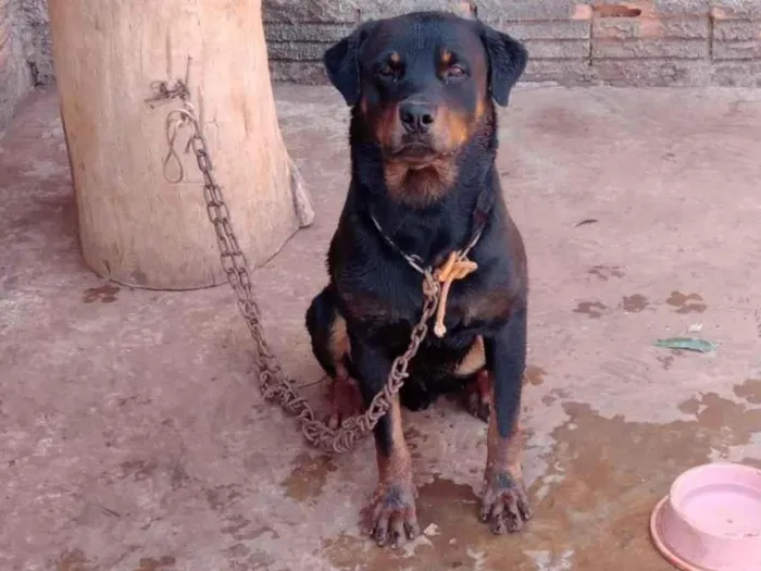 Cachorro ra a Rottweiler idade 2 anos nome Savana e Apolo 