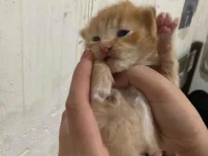 Gato raça  idade Abaixo de 2 meses nome n