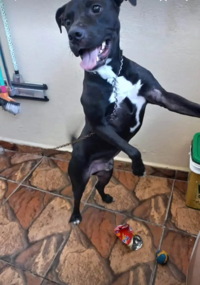 Cachorro ra a SRD-ViraLata idade 4 anos nome cheroke