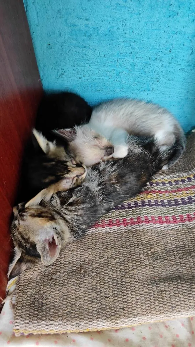 Gato raça  idade Abaixo de 2 meses nome Srd