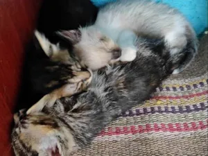 Gato raça  idade Abaixo de 2 meses nome Srd