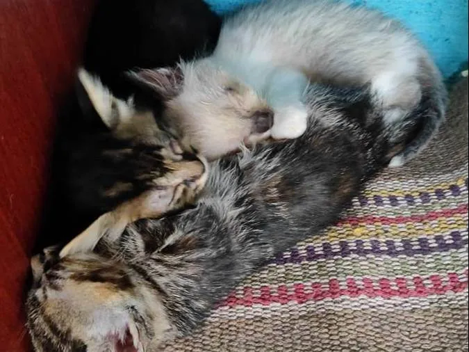 Gato raça  idade Abaixo de 2 meses nome Srd