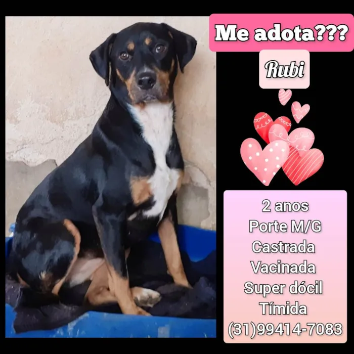 Cachorro raça SRD-ViraLata idade 2 anos nome Rubi