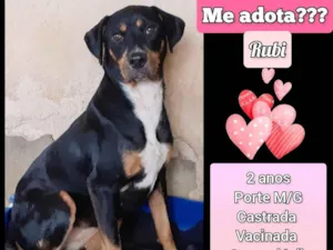 Cachorro raça SRD-ViraLata idade 2 anos nome Rubi