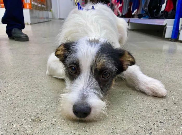 Cachorro raça SRD-ViraLata idade 7 a 11 meses nome Nala