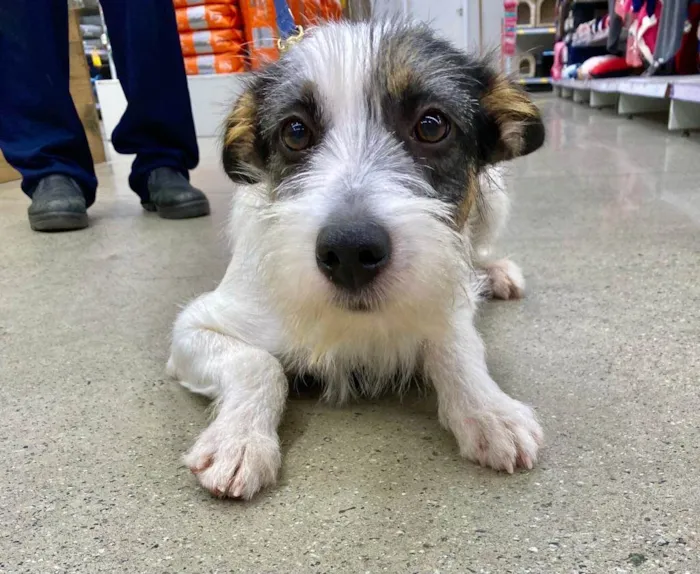 Cachorro raça SRD-ViraLata idade 7 a 11 meses nome Nala