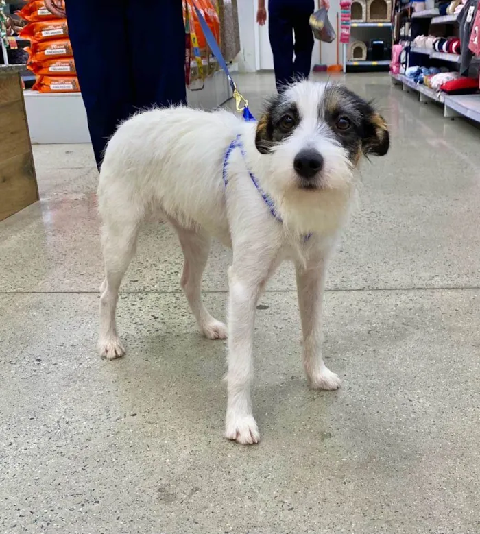 Cachorro raça SRD-ViraLata idade 7 a 11 meses nome Nala