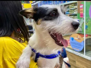 Cachorro raça SRD-ViraLata idade 7 a 11 meses nome Nala