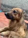 Cachorro raça SRD-ViraLata idade 2 anos nome LU