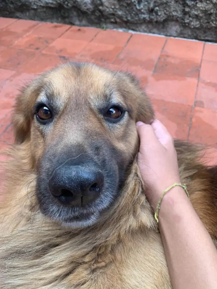 Cachorro raça SRD-ViraLata idade 2 anos nome LU