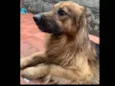Cachorro raça SRD-ViraLata idade 2 anos nome LU