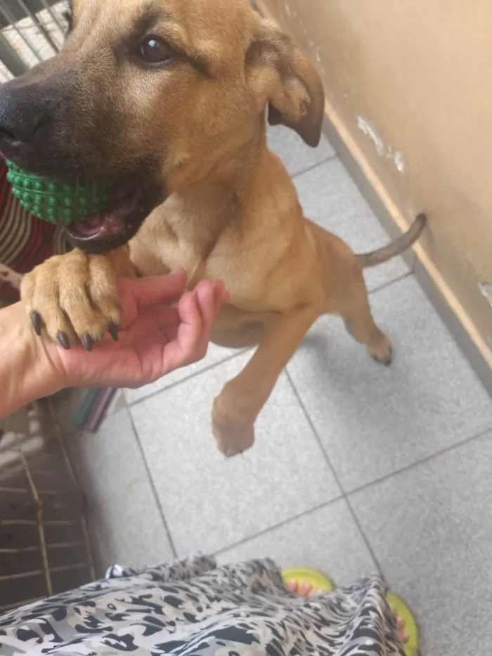 Cachorro raça SRD-ViraLata idade 2 a 6 meses nome Simba