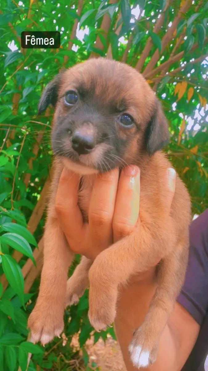 Cachorro ra a SRD-ViraLata idade Abaixo de 2 meses nome Lexa e lua 