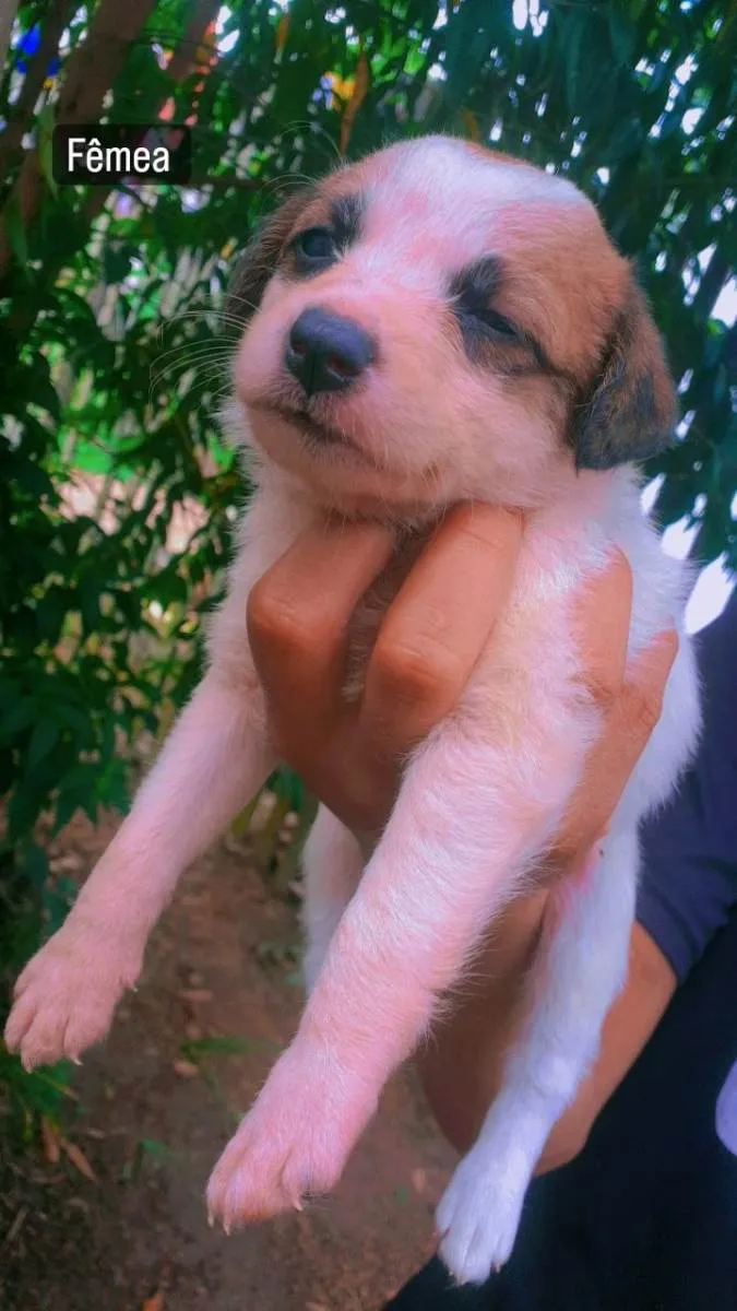 Cachorro ra a SRD-ViraLata idade Abaixo de 2 meses nome Lexa e lua 