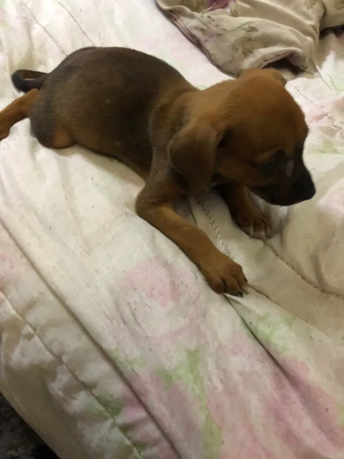 Cachorro ra a Desconhceida  idade 2 a 6 meses nome Nina 