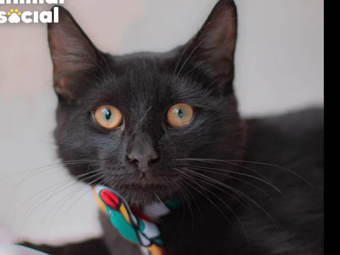 Gato ra a SRD idade 1 ano nome Enzo