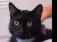 Enzo