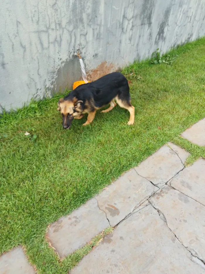 Cachorro raça Pastor Alemão idade 2 a 6 meses nome Kim