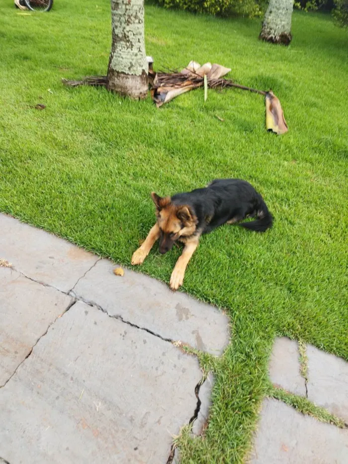 Cachorro raça Pastor Alemão idade 2 a 6 meses nome Kim