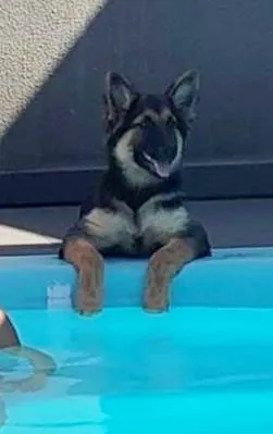 Cachorro raça Pastor Alemão idade 2 a 6 meses nome Kim