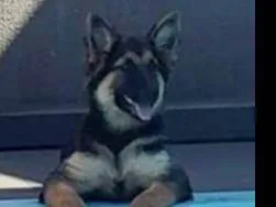 Cachorro raça Pastor Alemão idade 2 a 6 meses nome Kim