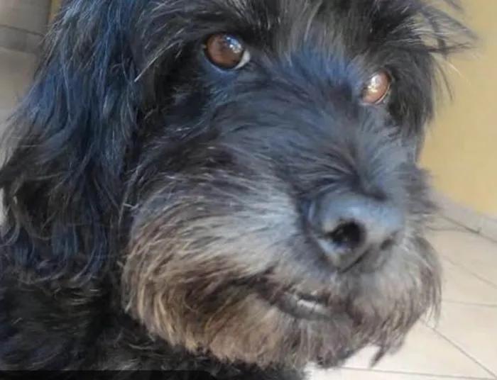 Cachorro ra a Mestico  idade 2 a 6 meses nome Bob 