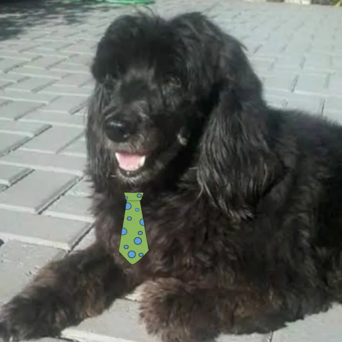 Cachorro ra a Mestico  idade 2 a 6 meses nome Thor 