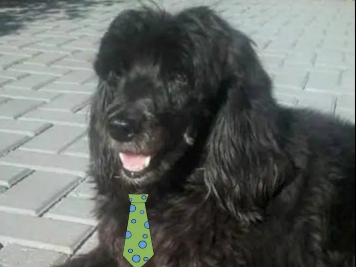 Cachorro ra a Mestico  idade 2 a 6 meses nome Thor 