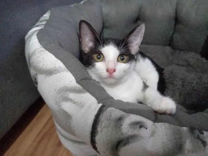 Gato raça SRD-ViraLata idade 2 a 6 meses nome Coraline