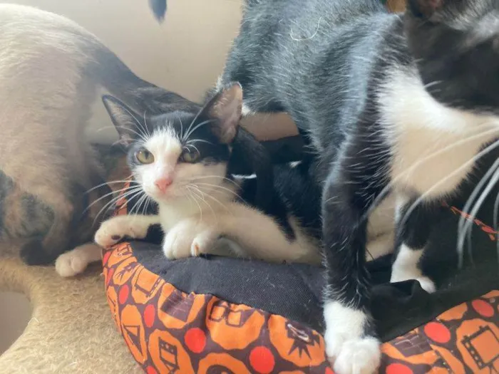 Gato raça SRD-ViraLata idade 2 a 6 meses nome Coraline