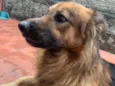 Cachorro raça SRD-ViraLata idade 2 anos nome LU