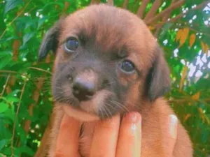 Cachorro raça SRD-ViraLata idade Abaixo de 2 meses nome Lexa e lua 