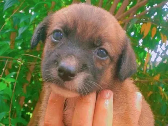 Cachorro ra a SRD-ViraLata idade Abaixo de 2 meses nome Lexa e lua 