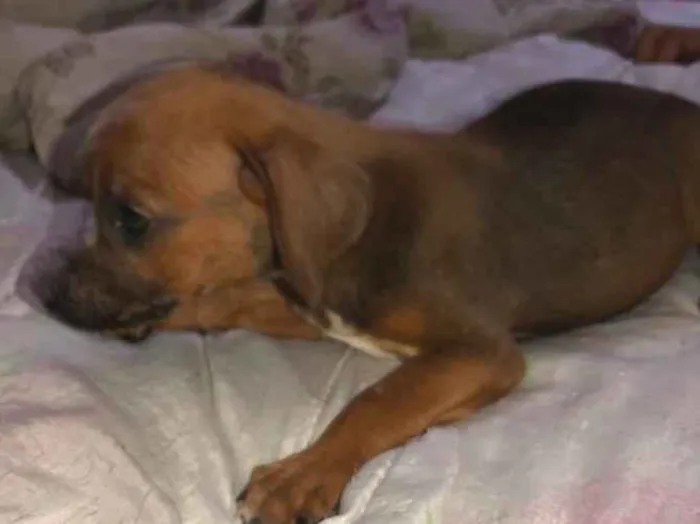 Cachorro ra a Desconhceida  idade 2 a 6 meses nome Nina 