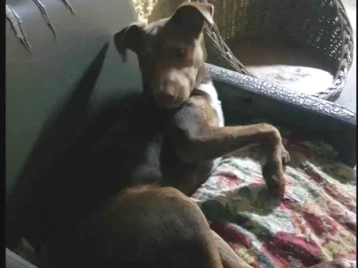 Cachorro ra a SRD-ViraLata idade 5 anos nome Caramelo 