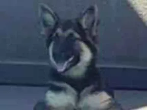 Cachorro raça Pastor Alemão idade 2 a 6 meses nome Kim