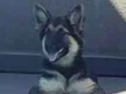 Cachorro raça Pastor Alemão idade 2 a 6 meses nome Kim