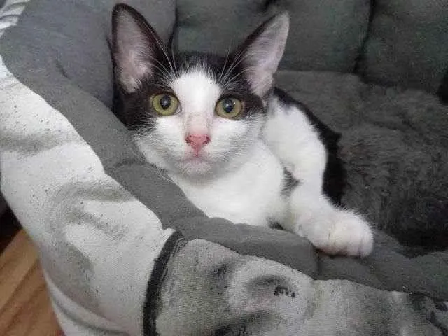 Gato raça SRD-ViraLata idade 2 a 6 meses nome Coraline