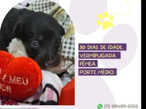 Cachorro raça SRD-ViraLata idade Abaixo de 2 meses nome 9 filhotinhos e mamãe 