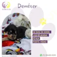 Cachorro raça SRD-ViraLata idade Abaixo de 2 meses nome Deméter