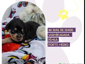 Cachorro raça SRD-ViraLata idade Abaixo de 2 meses nome Deméter