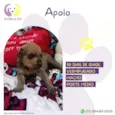 Apolo