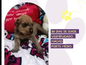 Cachorro raça SRD-ViraLata idade Abaixo de 2 meses nome Apolo