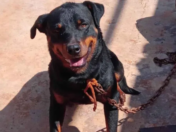 Cachorro ra a Rottweiler idade 2 anos nome Apolo e savana 