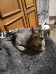 Rafa